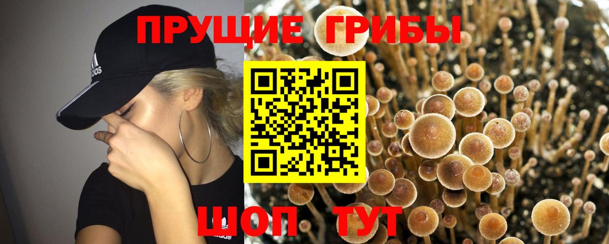 Галлюциногенные грибы Psilocybe  Галлюциногенные грибы GOLDEN TEACHER  Дзержинский  Вход с VPN 